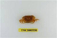 藏品(粗糙酋婦蟹)的圖片